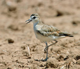 Mountain Plover