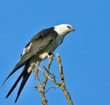 Swallow-tailed Kite