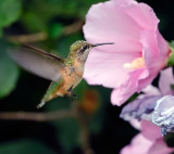 Calliope Hummingbird