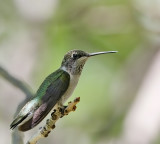 Black-chinned Hummingbird