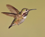 Calliope Hummingbird