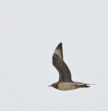 Parasitic Jaeger