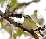 Cassins Vireo