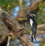 Williamsons Sapsucker