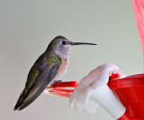 Broad-tailed Hummingbird