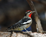 Red-naped Sapsucker