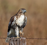 Red-tailed Hawk