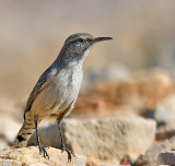 Rock Wren