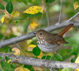 Hermit Thrush