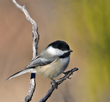 Black-capped Chickadee