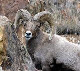 Bighorn Sheep