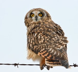 Short-eared Owl