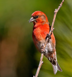 Red Crossbill