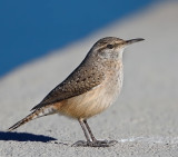 Rock Wren