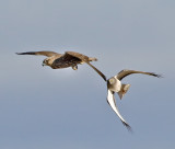 Gyrfalcon