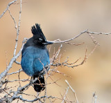 Stellers Jay