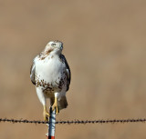 Red-tailed Hawk