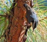 Red-breasted Nuthatch