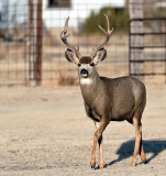 Mule Deer