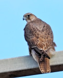 Gyrfalcon