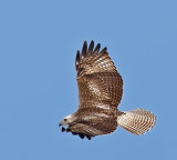 Kriders Red-tailed Hawk