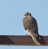 Prairie Falcon