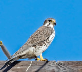 Prairie Falcon