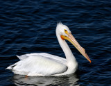 American White Pelican