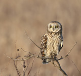 Short-eared Owl