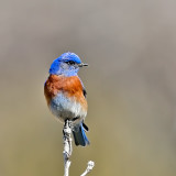 Western Bluebird