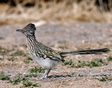 Greater Roadrunner