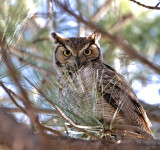 Great Horned Owl