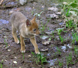 Coyote pup