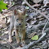 Coyote pup