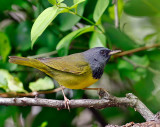 Mourning Warbler