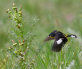 Lesser Goldfinch