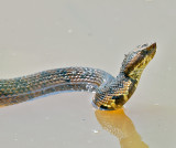 Northern Cottonmouth