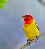 Western Tanager