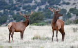 Elk