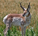 Pronghorn