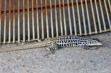 Checkered Whiptail