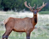 Elk