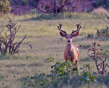 Mule Deer