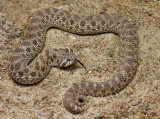 Plains Hognose Snake