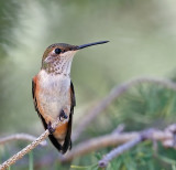 Rufous Hummingbird