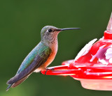 Broad-tailed Hummingbird