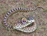 Bullsnake