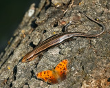 Broad-headed Skink