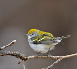 Chestnut-sided Warbler