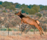 Elk